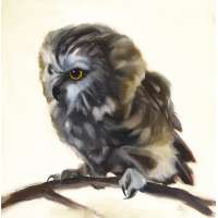 In the Dreamtime (Saw Whet Owl)